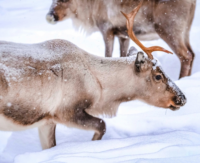 Navidad en Laponia Finlandesa | 19 de Diciembre