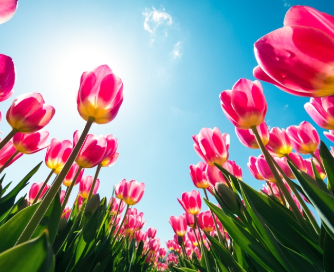 Campo de Tulipanes | Salidas: Octubre