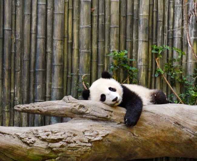 China & encuentro con los Osos Panda | Salida: 11 de Mayo 2026