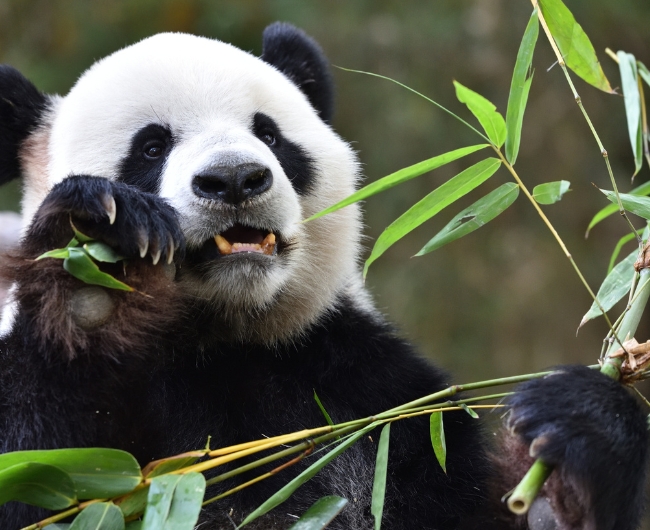 China & encuentro con los Osos Panda | Salida: 11 de Mayo 2026