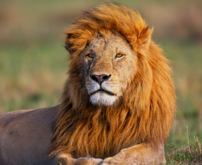 Safari Total en Kenia & Tanzania | 5 de Octubre 2026