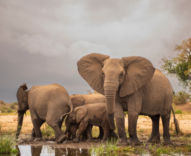 Sud�frica Majestuosa | Salida: 05 de Septiembre 2026