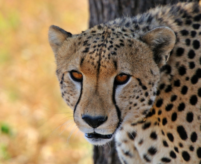 �frica | Salida: 12 de Octubre 2026