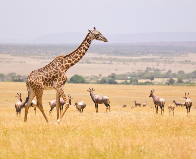 �frica | Salida: 12 de Octubre 2026