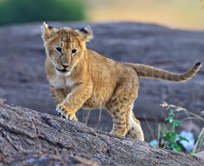 �frica | Salida: 12 de Octubre 2026