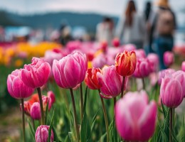 Campo de Tulipanes | Salidas: Octubre