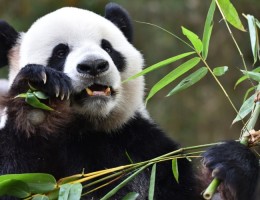 China & encuentro con los Osos Panda | Salida: 11 de Mayo 2026