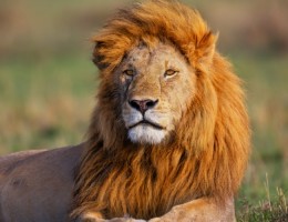 Safari Total en Kenia & Tanzania | 5 de Octubre 2026