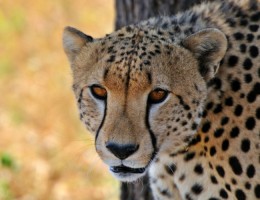 �frica | Salida: 12 de Octubre 2026