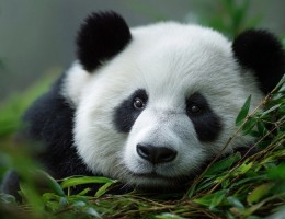 China & encuentro con los Osos Panda | Salida: 3 de Octubre 2026